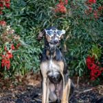 Brookhaven Veterinary Hospital