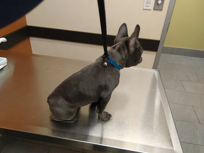 VCA Old Marple Animal Hospital Picture 2