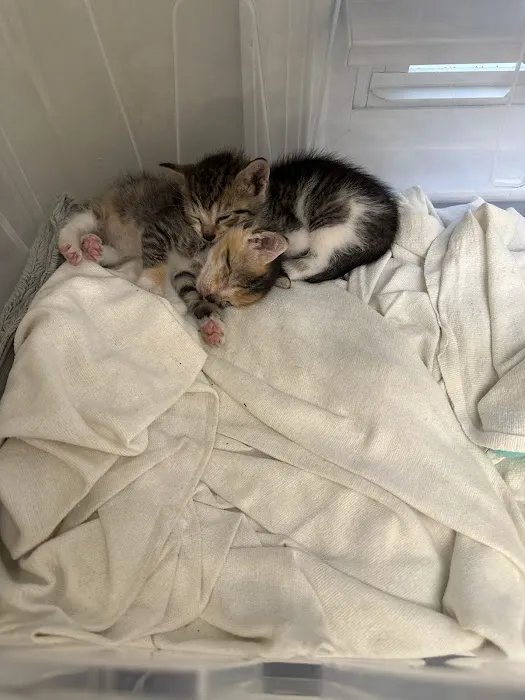 Keystone Veterinary Emergency & Referral, A Thrive Pet Healthcare Partner Picture 9