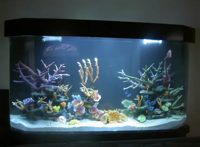 Aquarius Aquariums Picture 5