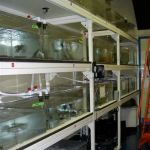 Aquarius Aquariums