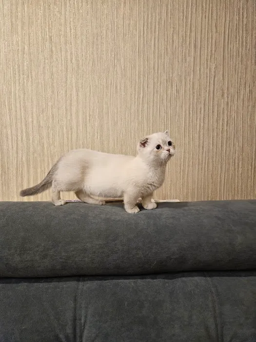 Munchkin Kittens NYC Picture 1