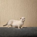 Munchkin Kittens NYC