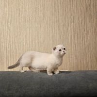 Munchkin Kittens NYC ico
