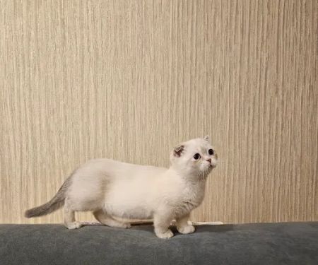 Munchkin Kittens NYC