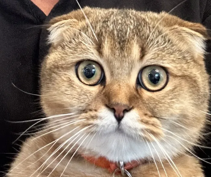 Munchkin Kittens NYC Picture 2