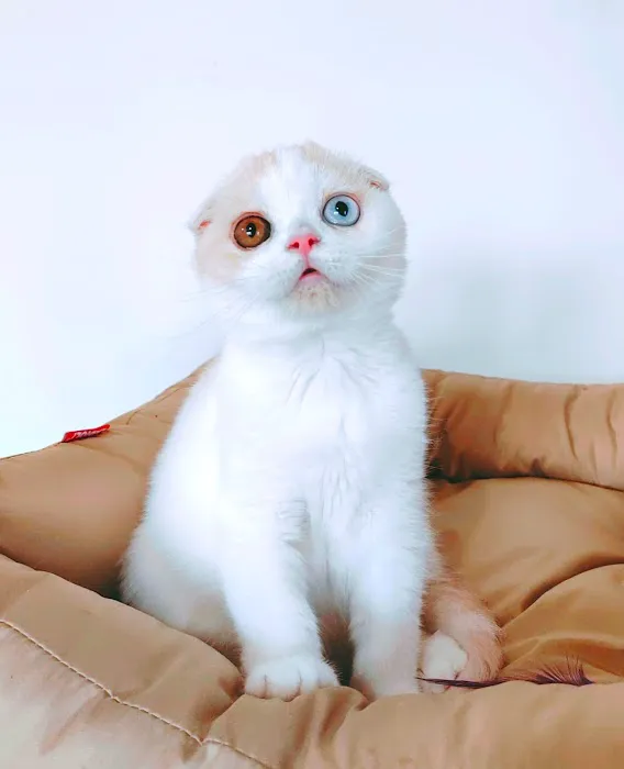 Munchkin Kittens NYC Picture 3