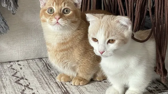 Munchkin Kittens NYC Picture 6