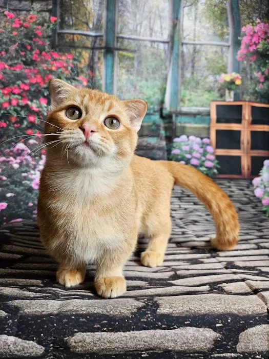 Munchkin Kittens NYC Picture 9