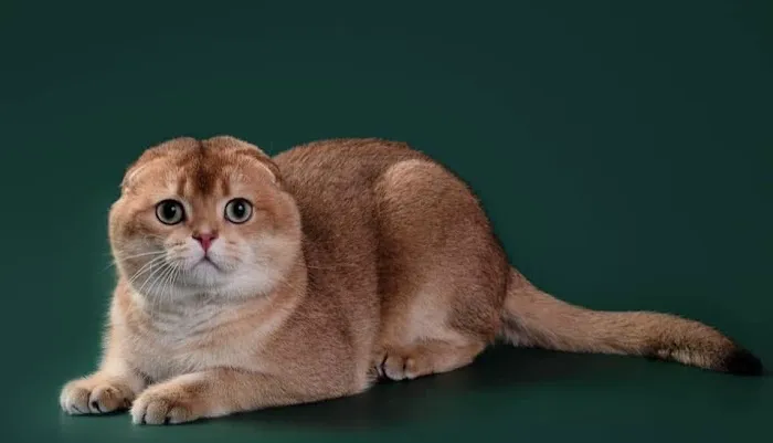 Munchkin Kittens NYC Picture 5
