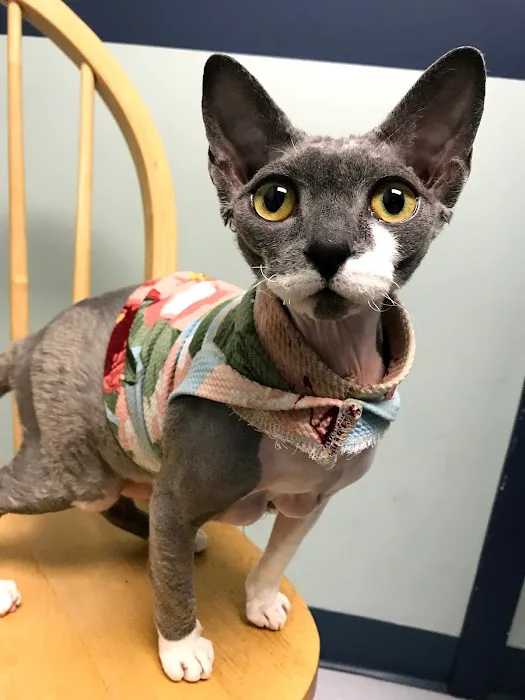 The Cat Hospital of Media Picture 8