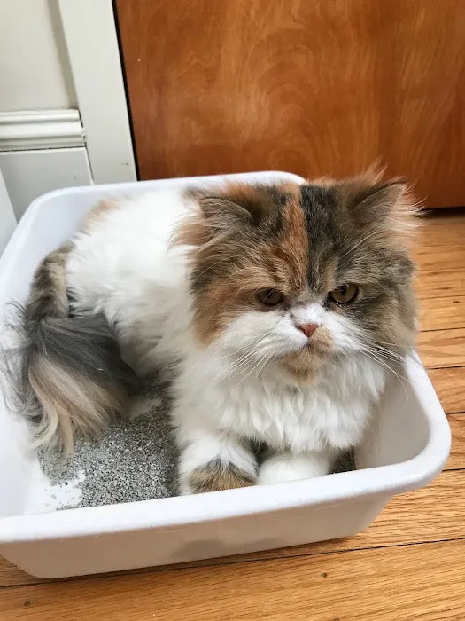 The Cat Hospital of Media Picture 10