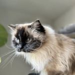 Main Line Veterinary Integrative Practice LLC