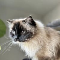 Main Line Veterinary Integrative Practice LLC ico