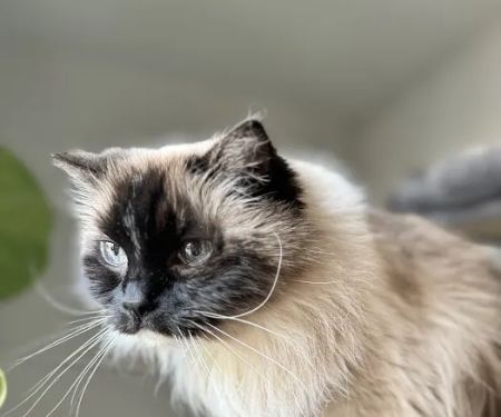 Main Line Veterinary Integrative Practice LLC