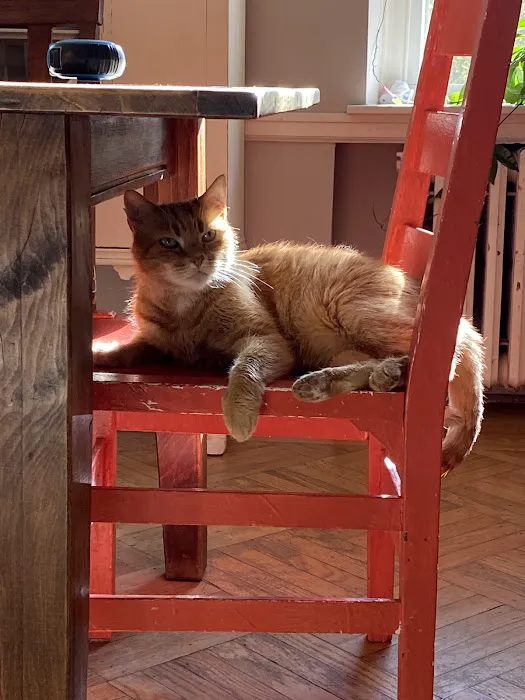 Main Line Veterinary Integrative Practice LLC Picture 2