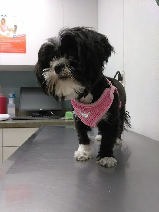 VCA Knightswood Animal Hospital Picture 1