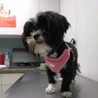 VCA Knightswood Animal Hospital ico