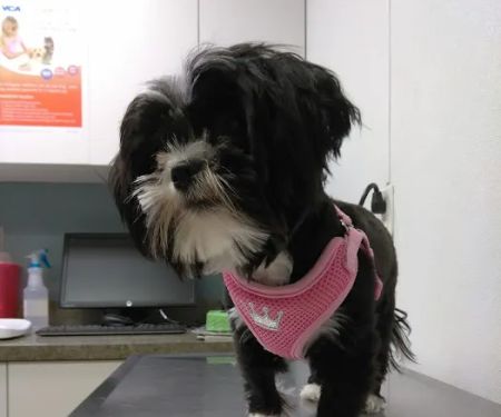 VCA Knightswood Animal Hospital