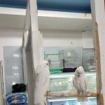 Tropical Pets Inc.