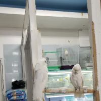 Tropical Pets Inc. ico