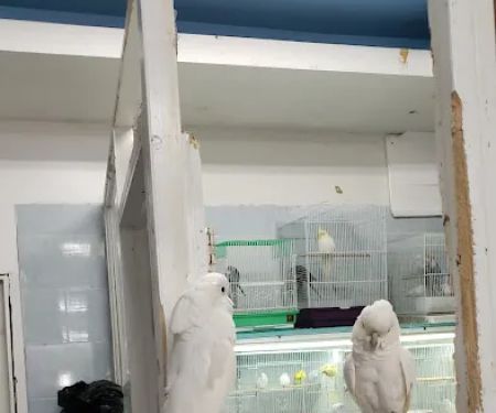 Tropical Pets Inc.