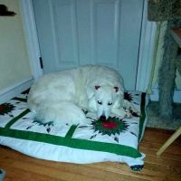 Cinnaminson Animal Hospital ico
