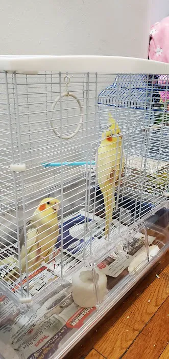 Royal Birds & Supplies Picture 10