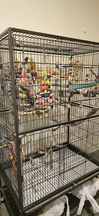 Royal Birds & Supplies Picture 8