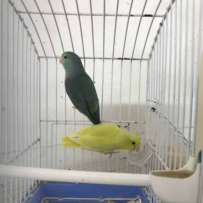 Royal Birds & Supplies Picture 7