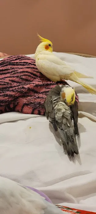 Royal Birds & Supplies Picture 4