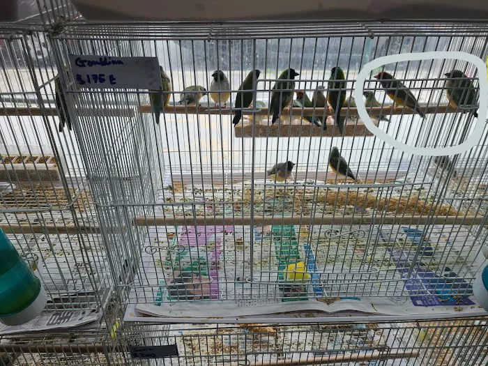Royal Birds & Supplies Picture 9