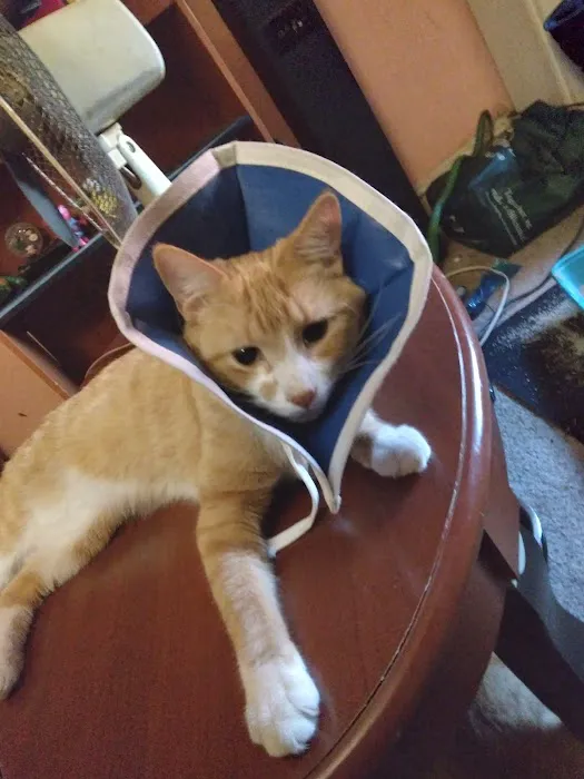 Emancipet Picture 8