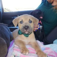 Emancipet ico