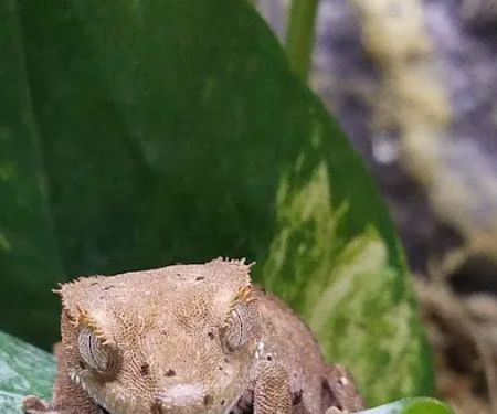 Nature's Reef & Reptile