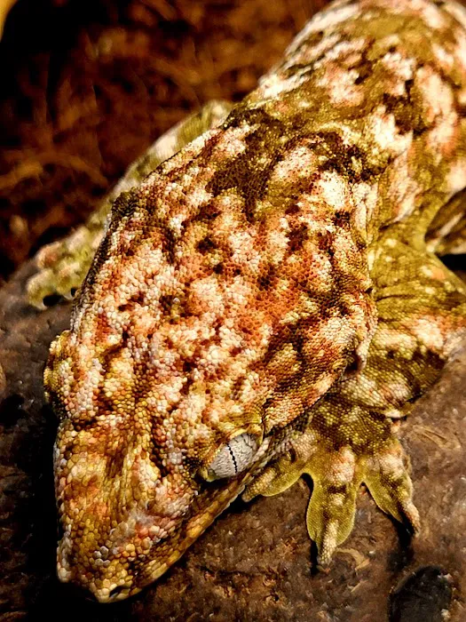 Nature's Reef & Reptile Picture 3