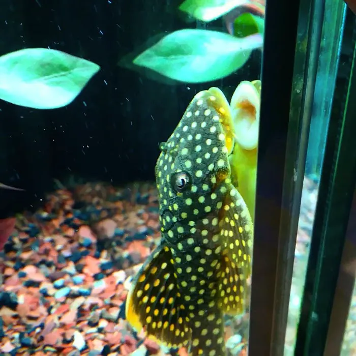 Nature's Reef & Reptile Picture 7