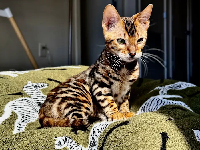 ReginaMur Bengal Cattery Picture 3