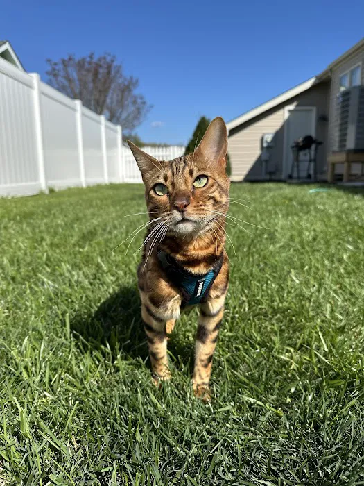 ReginaMur Bengal Cattery Picture 2