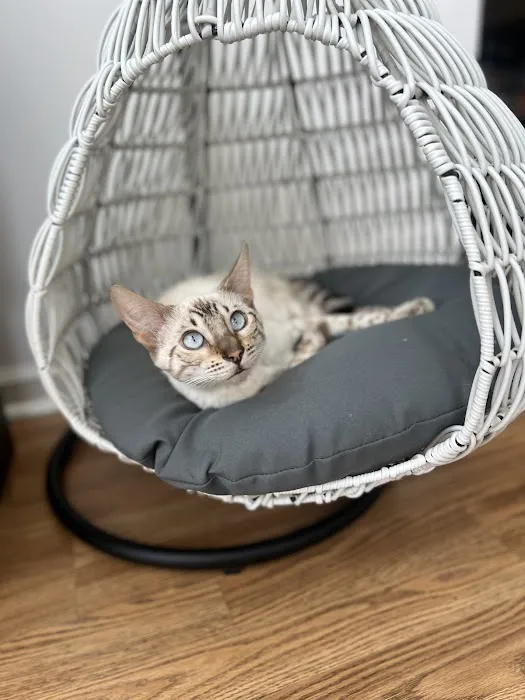 ReginaMur Bengal Cattery Picture 4