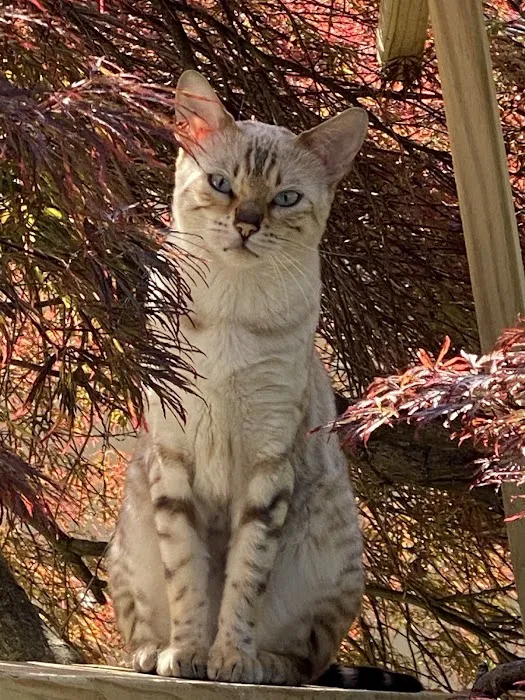ReginaMur Bengal Cattery Picture 8