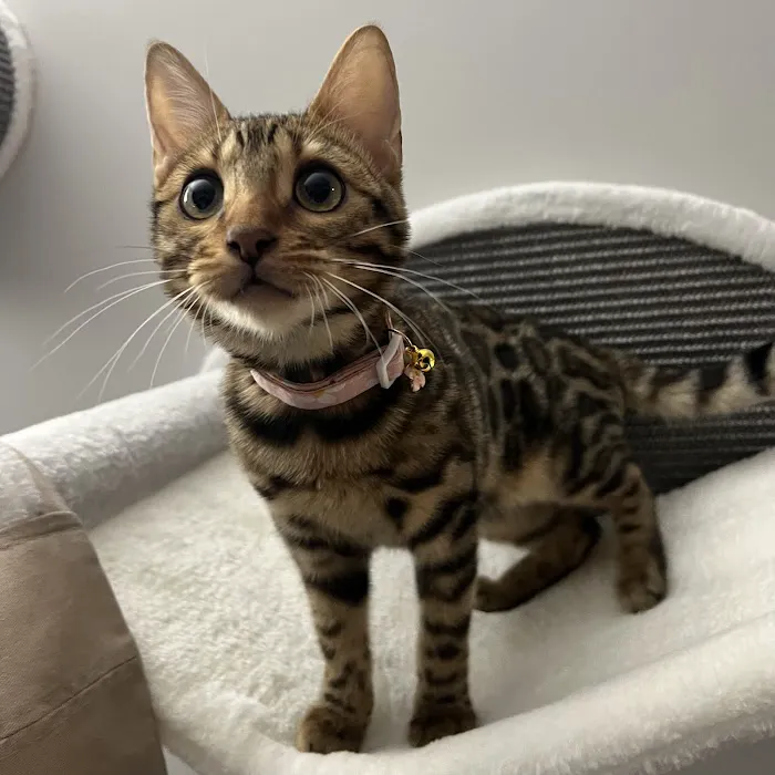 ReginaMur Bengal Cattery Picture 6
