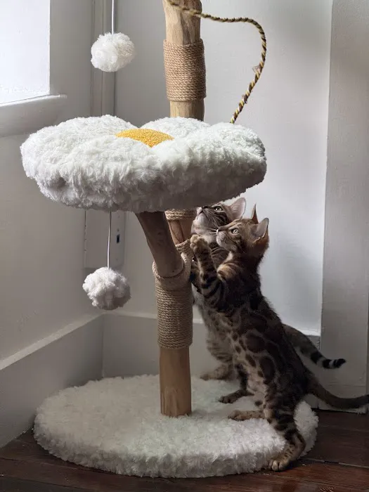 ReginaMur Bengal Cattery Picture 1