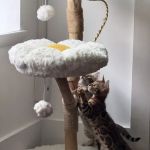 ReginaMur Bengal Cattery