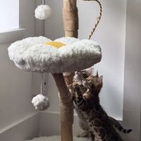 ReginaMur Bengal Cattery ico