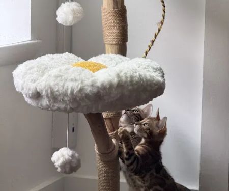 ReginaMur Bengal Cattery