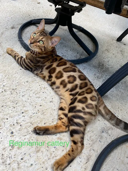 ReginaMur Bengal Cattery Picture 7