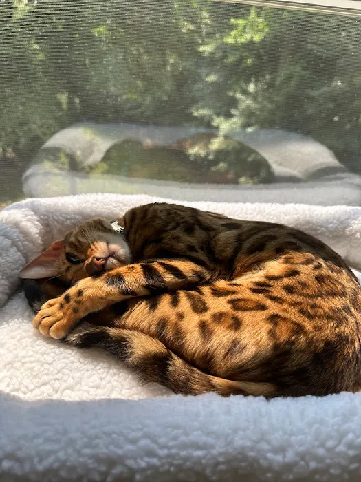 ReginaMur Bengal Cattery Picture 10