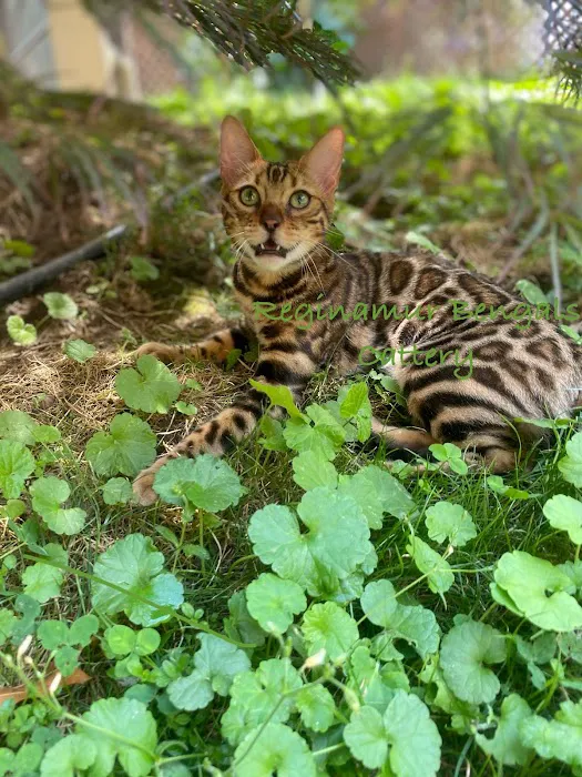 ReginaMur Bengal Cattery Picture 9