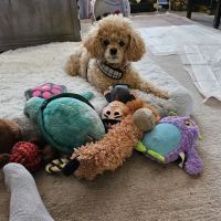 World of Animals at Bethayres ico